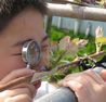 ぶどうの芽を観察する子どもの写真