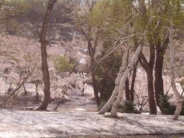 残雪と桜満開の木々