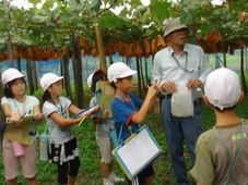 小学校で鳥坂ぶどう栽培を学習する子ども達