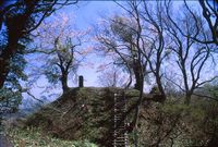 桜が咲いている本丸