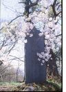 満開の桜にたたずむ石碑